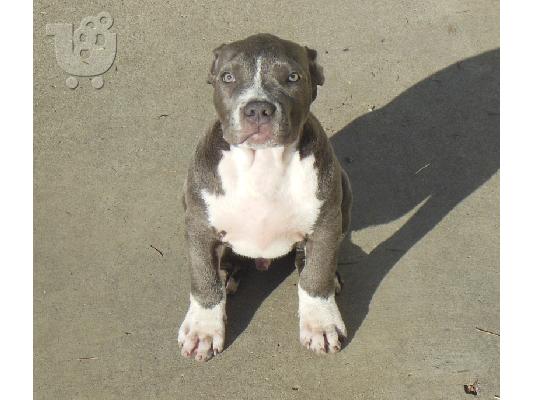 PoulaTo: Blue American Staffordshire Terrier Puppies For Sale